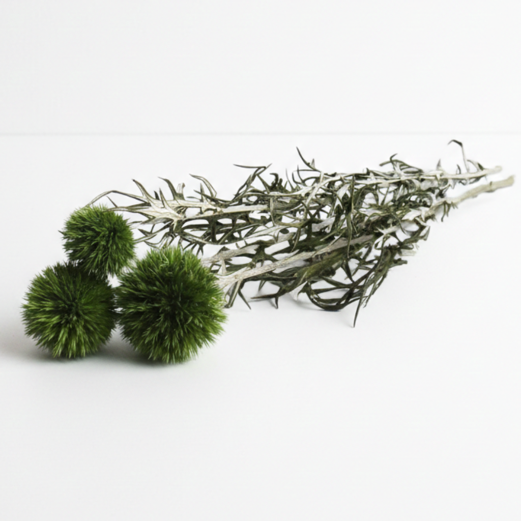 Sušený bodlák (Echinops) – zelená, sušené květiny